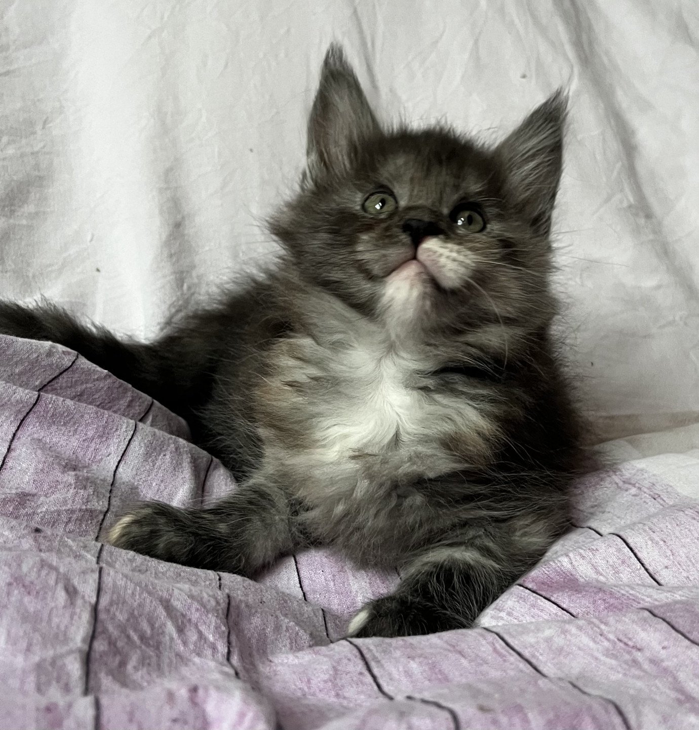 chaton Maine coon black tortie smoke Tamako Les Géants de Yaya