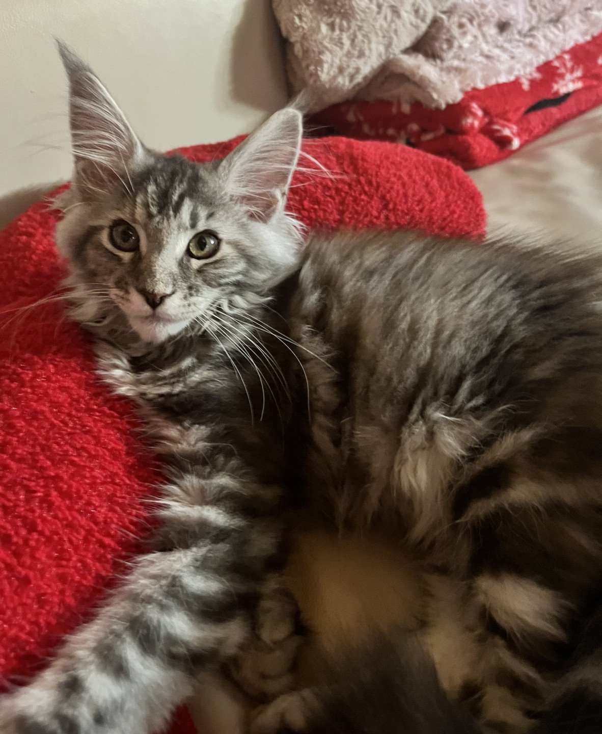 chat Maine coon black tortie silver blotched tabby T'Trop Mignonne Les Géants de Yaya