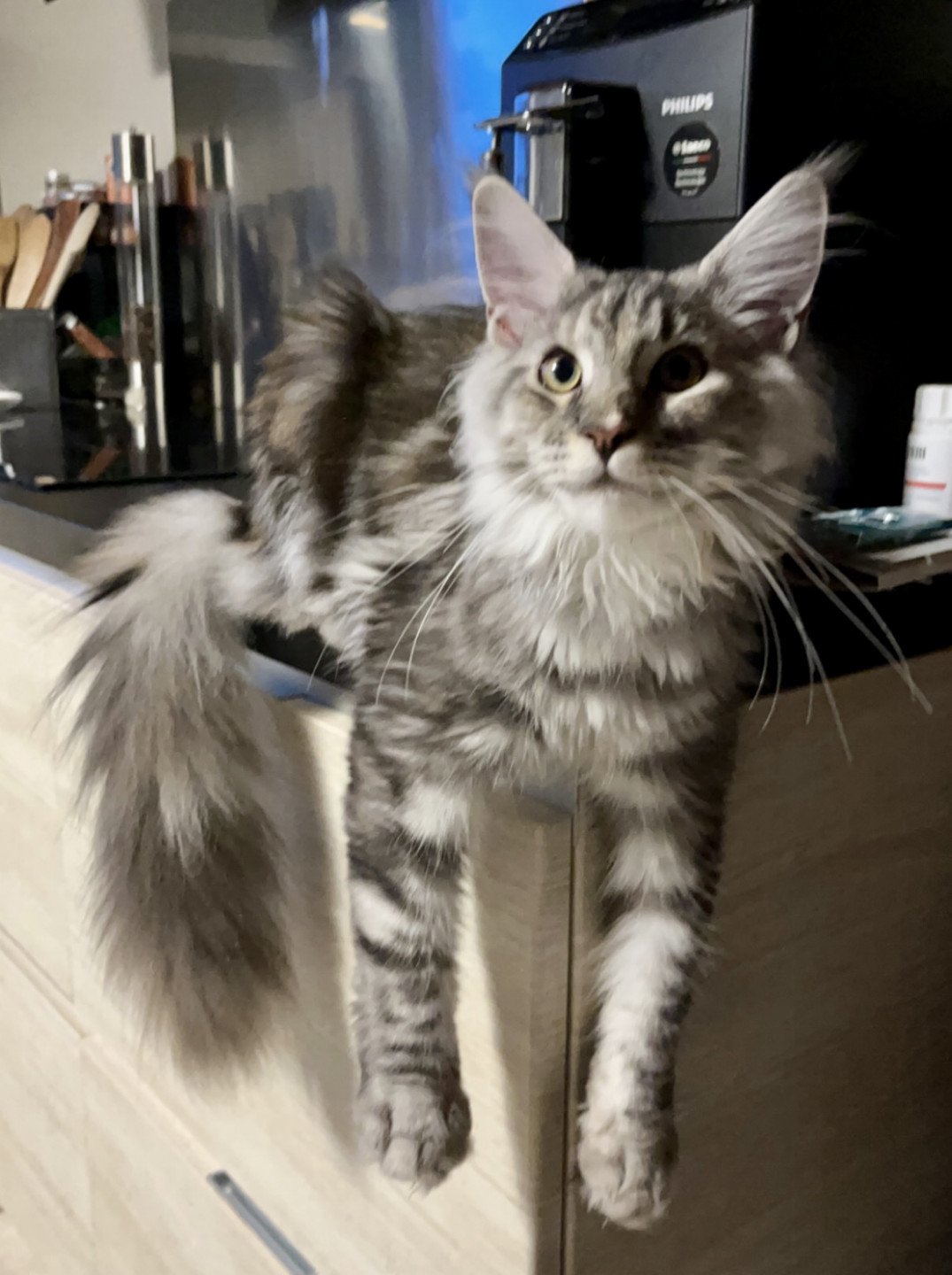 chat Maine coon black tortie silver blotched tabby T'Trop Mignonne Les Géants de Yaya