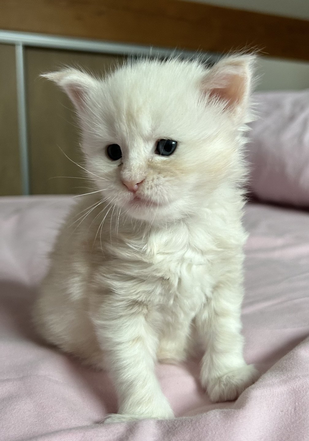chaton Maine coon cream smoke Wardi Les Géants de Yaya