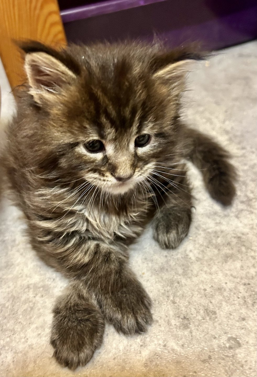 chaton Maine coon chocolate mackerel tabby Woodie Les Géants de Yaya
