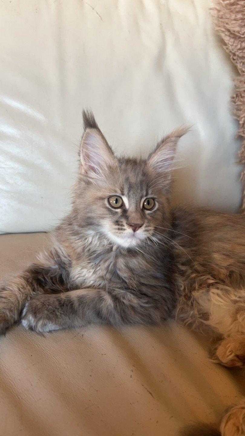 chat Maine coon blue tortie silver blotched tabby Xénia Les Géants de Yaya