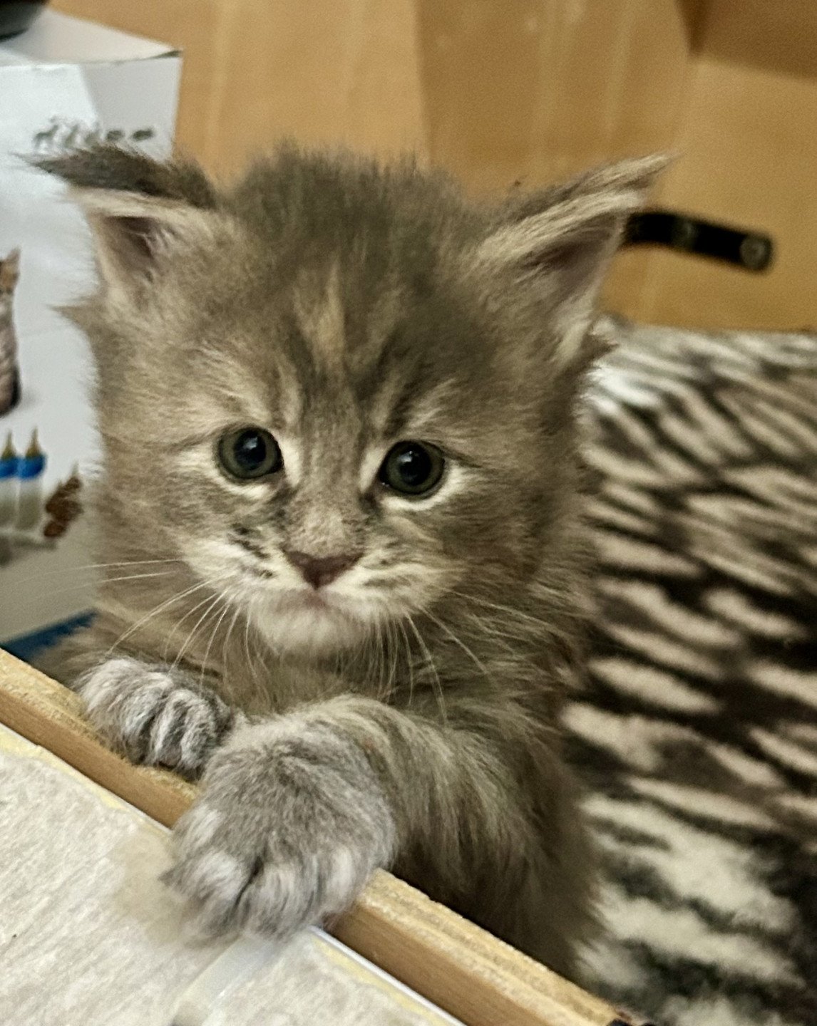 chaton Maine coon blue tortie smoke Xénia Les Géants de Yaya