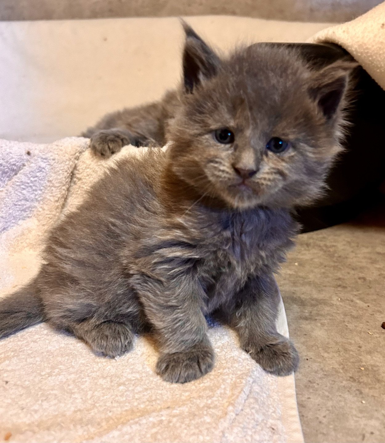chaton Maine coon blue smoke Zaza Les Géants de Yaya