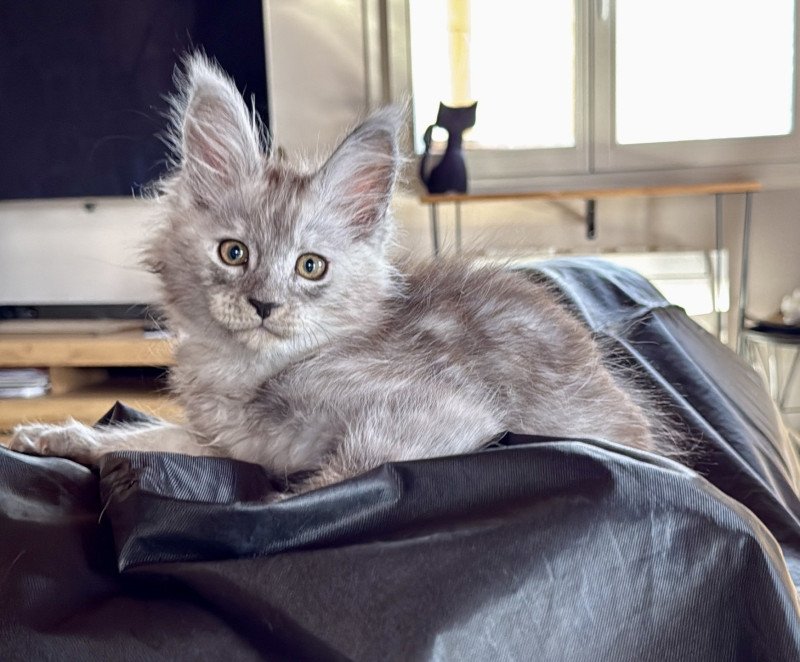 Achille  Mâle Maine coon