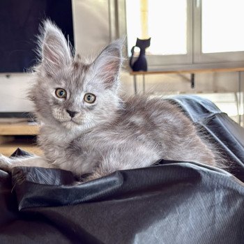 chaton Maine coon black silver ticked tabby Achille Les Géants de Yaya