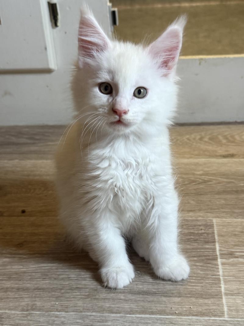 Alfie  Mâle Maine coon