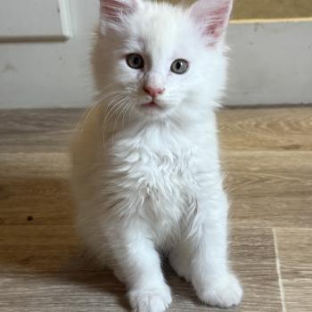 chaton Maine coon red smoke Alfie Les Géants de Yaya