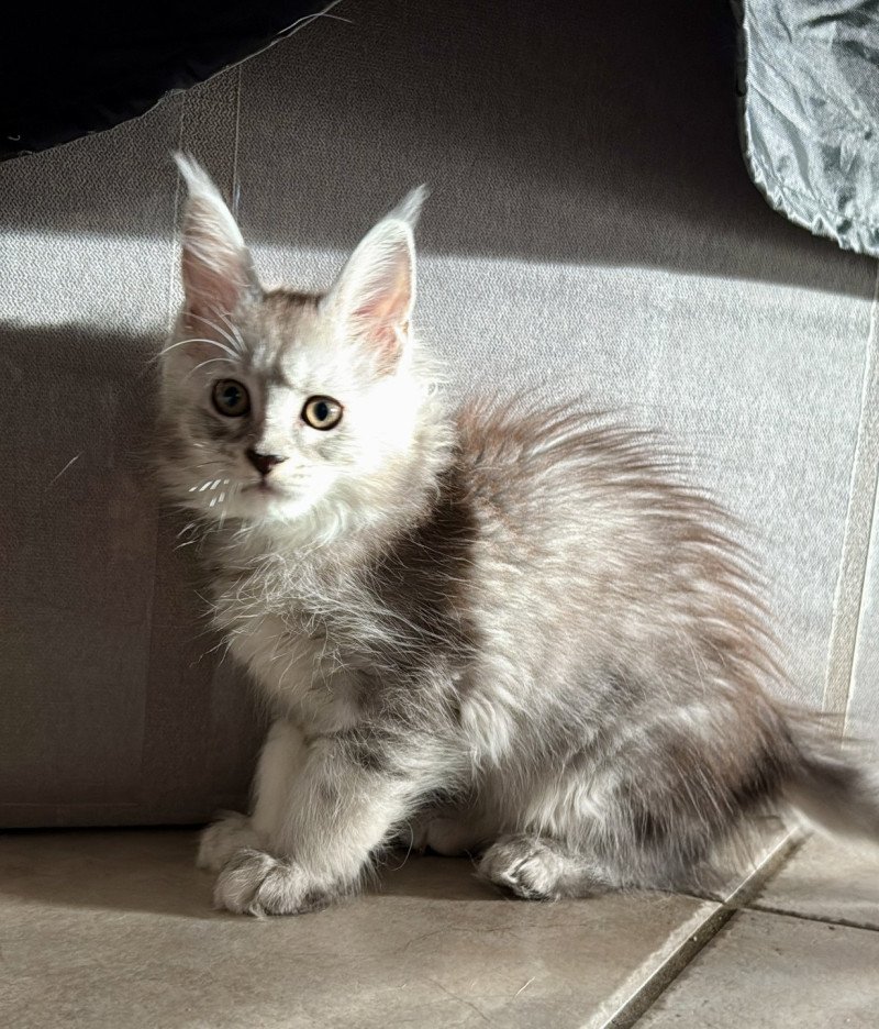 Andromède  Femelle Maine coon