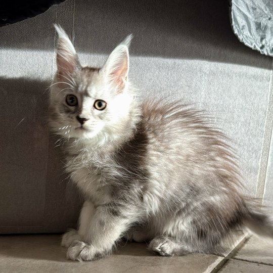 Andromède  Femelle Maine coon