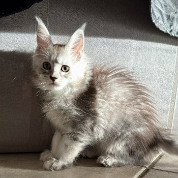 chaton Maine coon black silver ticked tabby Andromède Les Géants de Yaya