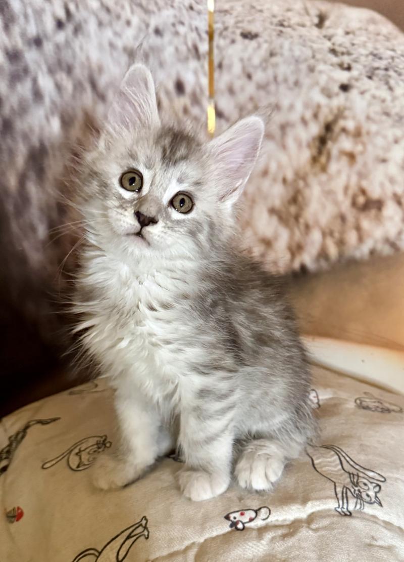 Angeline  Femelle Maine coon