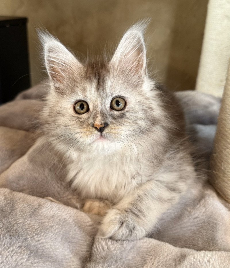 Aphrodite  Femelle Maine coon