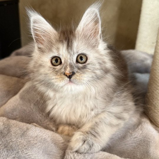 Aphrodite  Femelle Maine coon