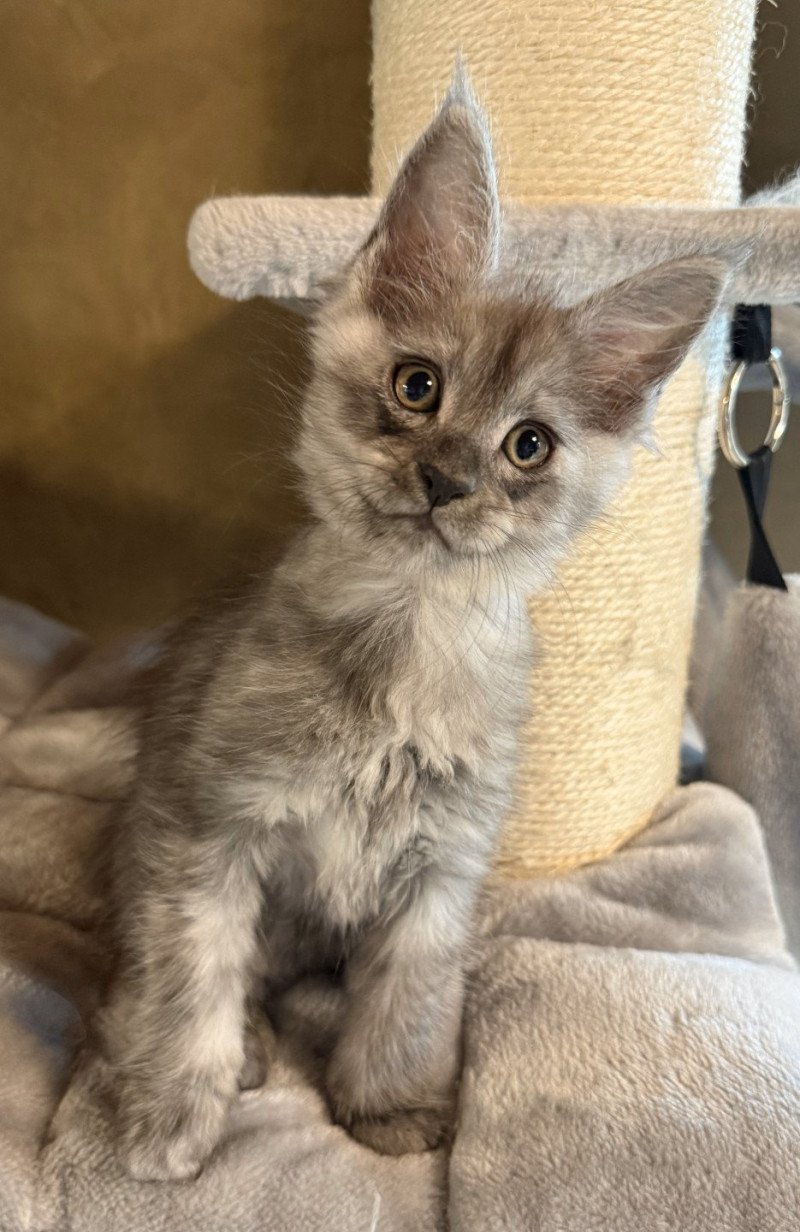 Apollon  Mâle Maine coon