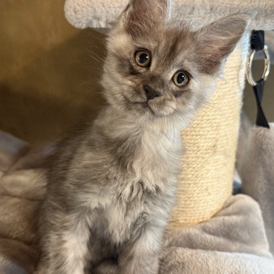 Apollon  Mâle Maine coon