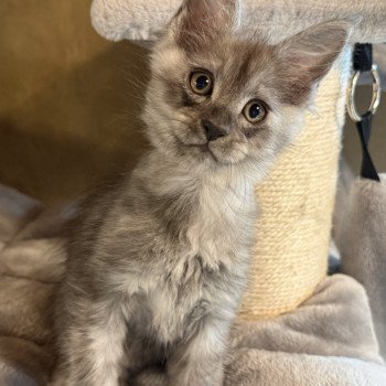 chaton Maine coon black smoke Apollon Les Géants de Yaya