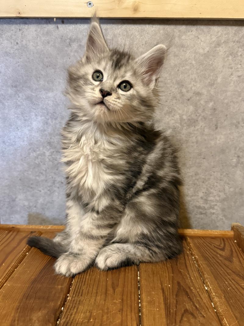 Arlequin  Mâle Maine coon