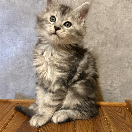 Arlequin  Mâle Maine coon