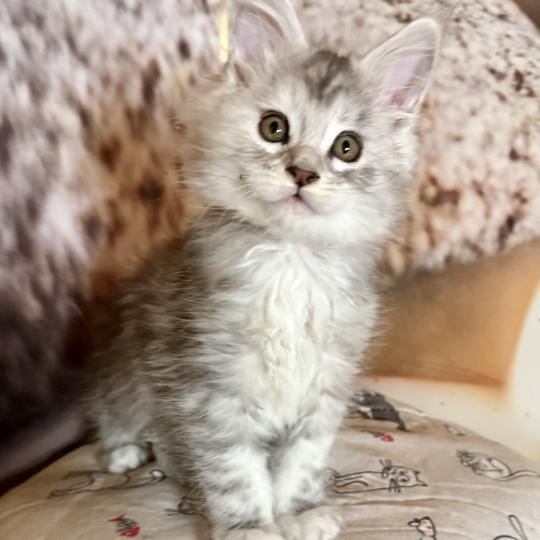 Astéria  Femelle Maine coon