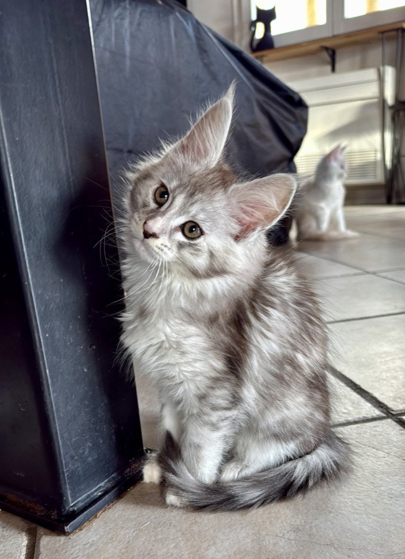 Athéna  Femelle Maine coon