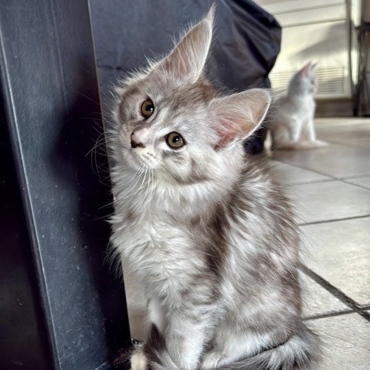 Athéna  Femelle Maine coon