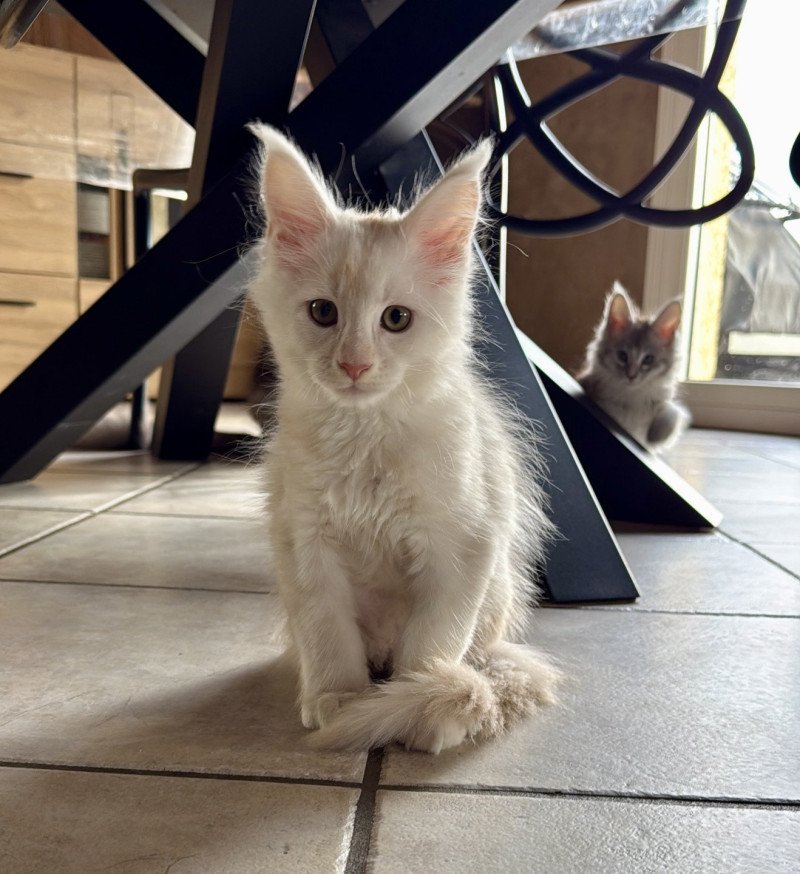 Atlas  Mâle Maine coon