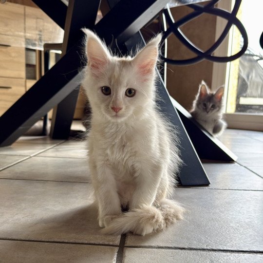 Atlas  Mâle Maine coon