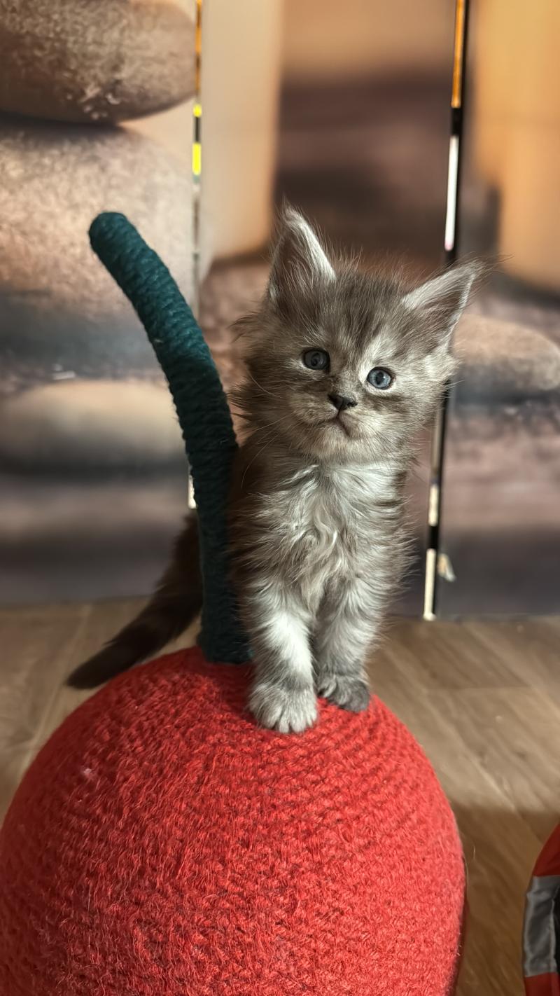 Aurora  Femelle Maine coon
