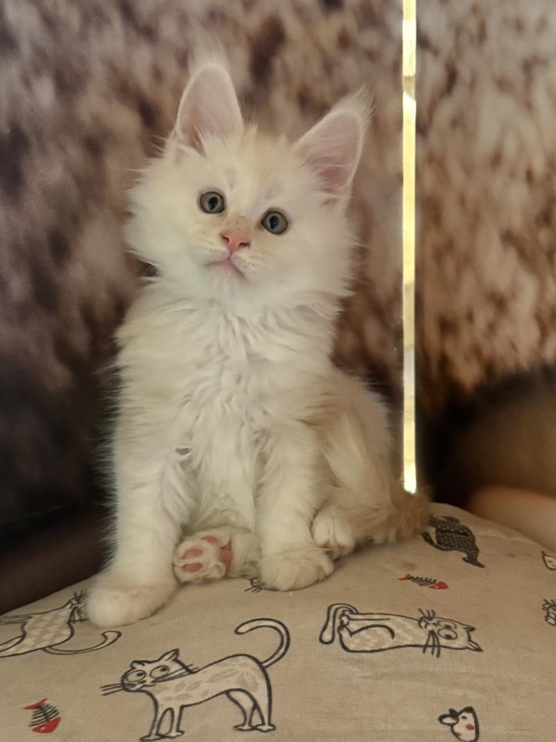 Avalon  Mâle Maine coon