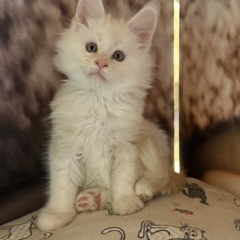 chaton Maine coon red silver ticked tabby Avalon Les Géants de Yaya