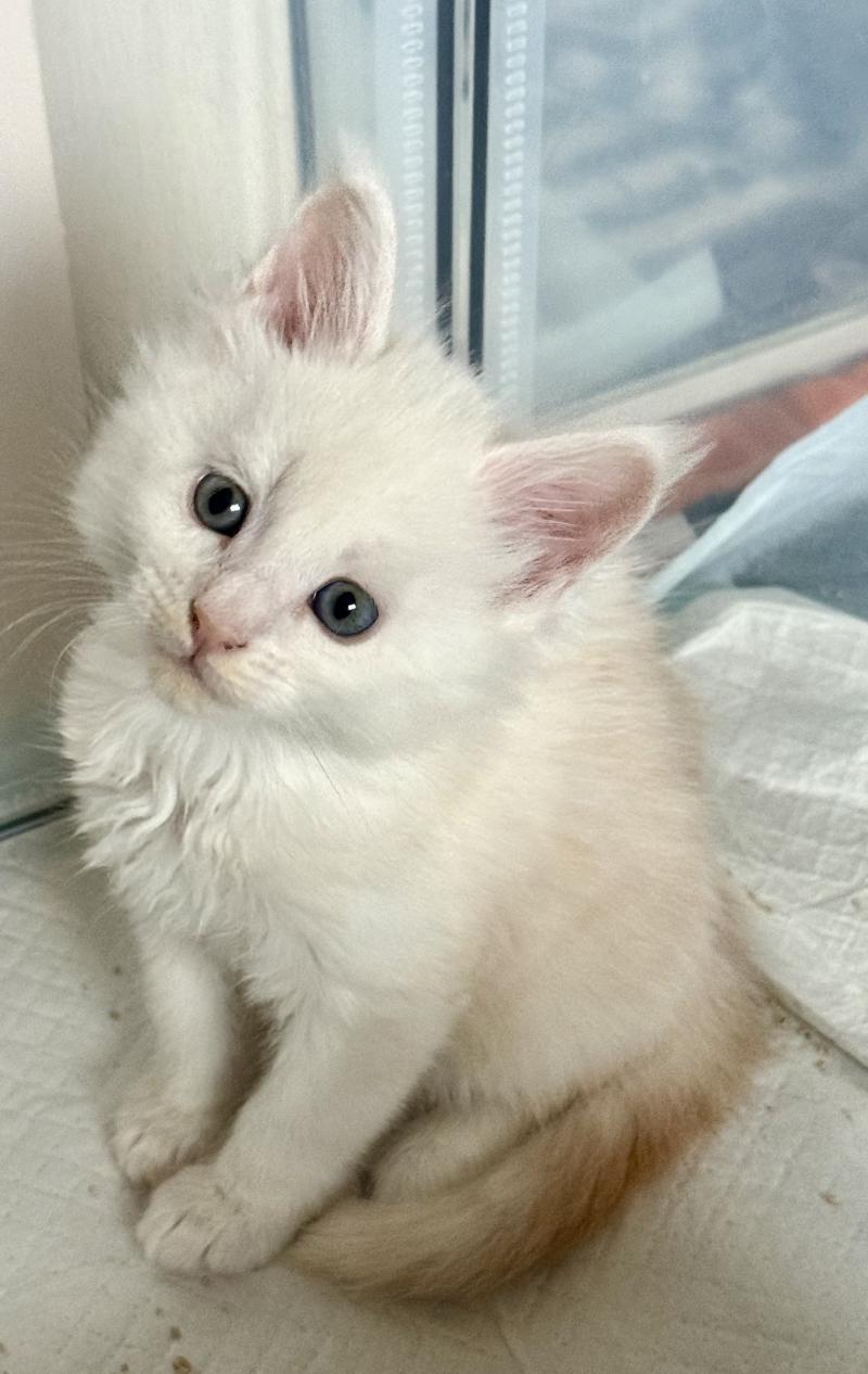 B52  Mâle Maine coon