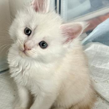 chaton Maine coon red silver ticked tabby B52 Les Géants de Yaya