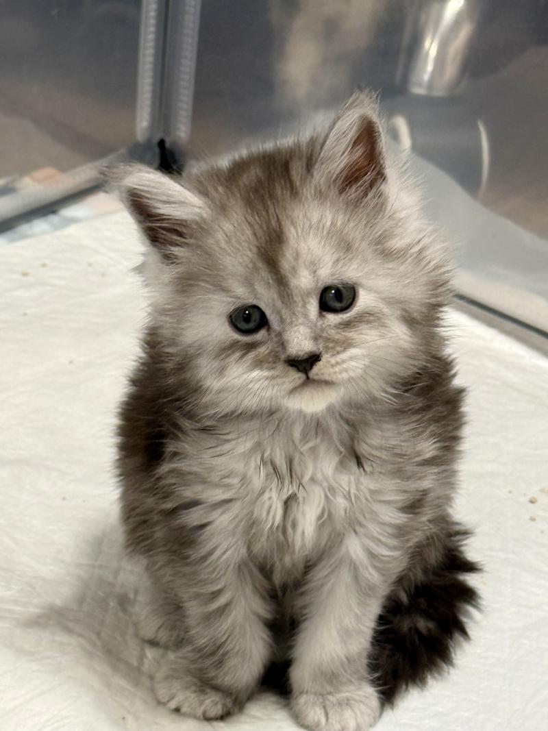 Bamboo  Mâle Maine coon