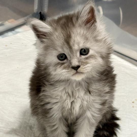 Bamboo  Mâle Maine coon