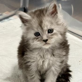 chaton Maine coon black silver ticked tabby Bamboo Les Géants de Yaya