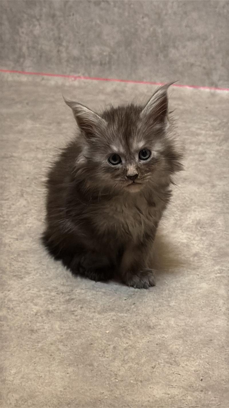 Barracuda  Mâle Maine coon
