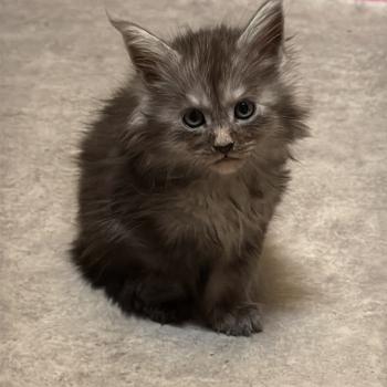 chaton Maine coon black smoke Barracuda Les Géants de Yaya