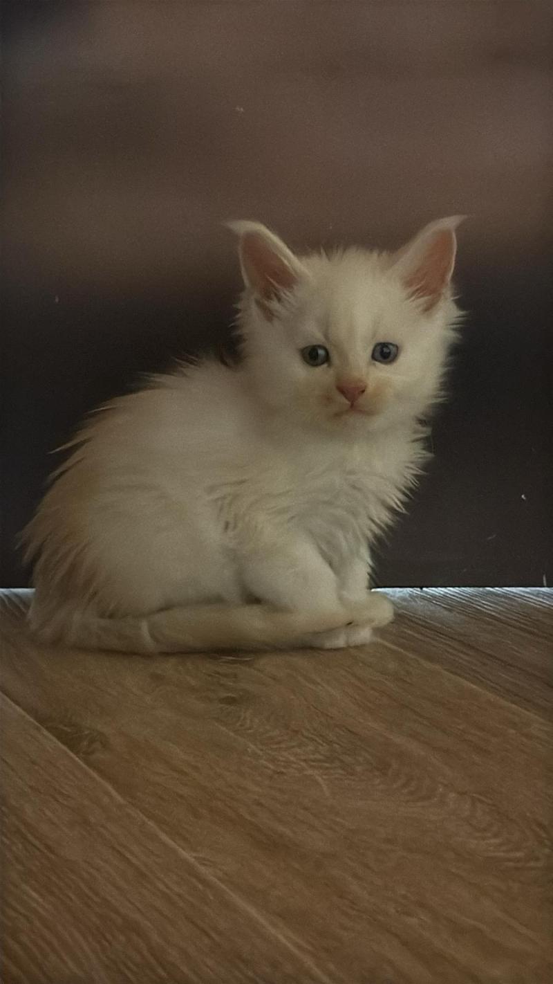 Bergen  Mâle Maine coon