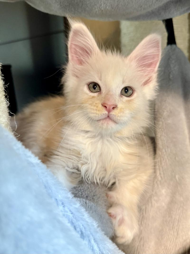 Birk  Mâle Maine coon