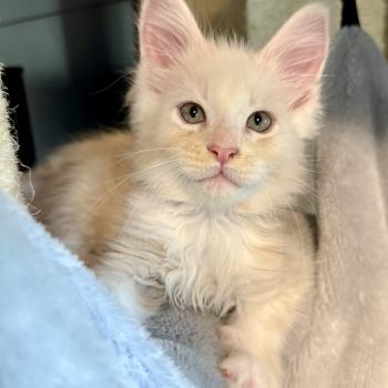 chaton Maine coon red silver ticked tabby Birk Les Géants de Yaya