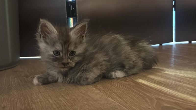 Björka  Femelle Maine coon