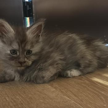 chaton Maine coon black tortie smoke Björka Les Géants de Yaya