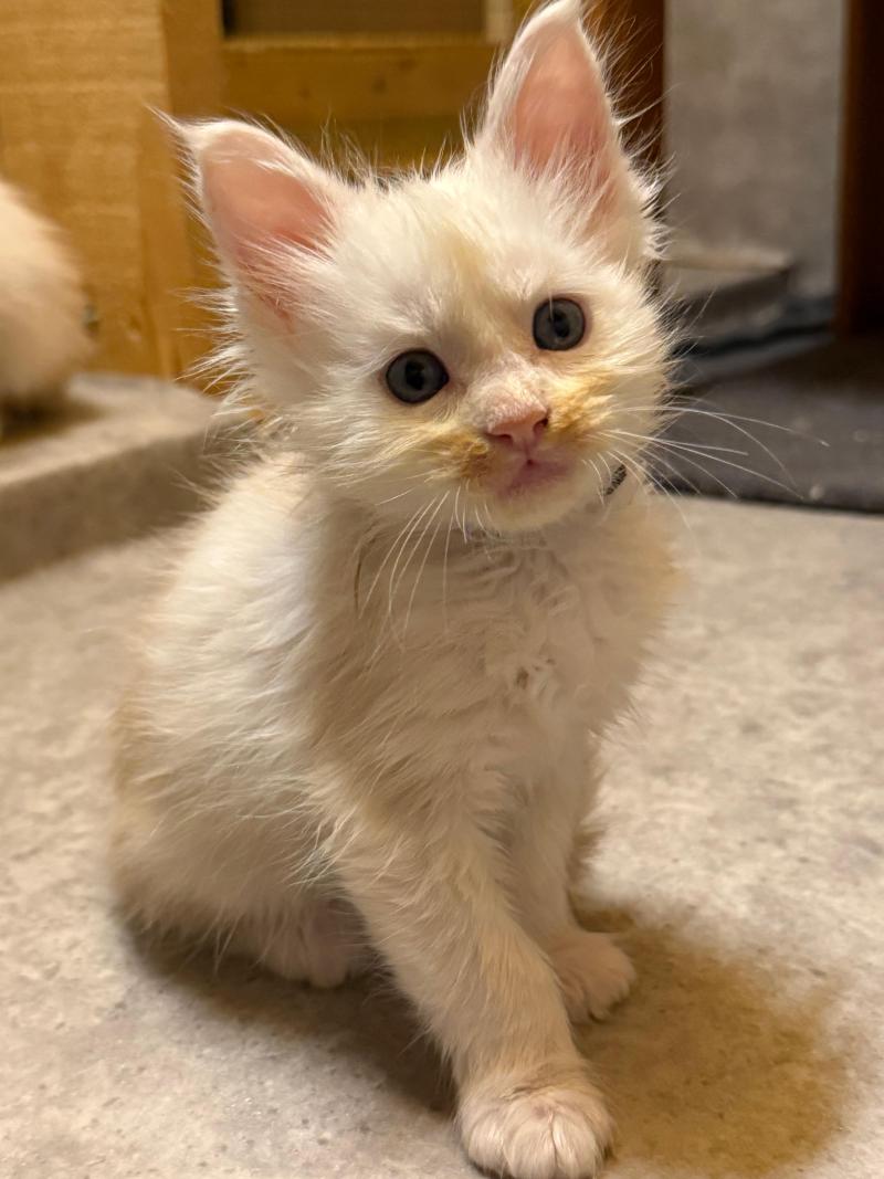 Björn  Mâle Maine coon