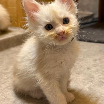 chaton Maine coon red silver ticked tabby Björn Les Géants de Yaya