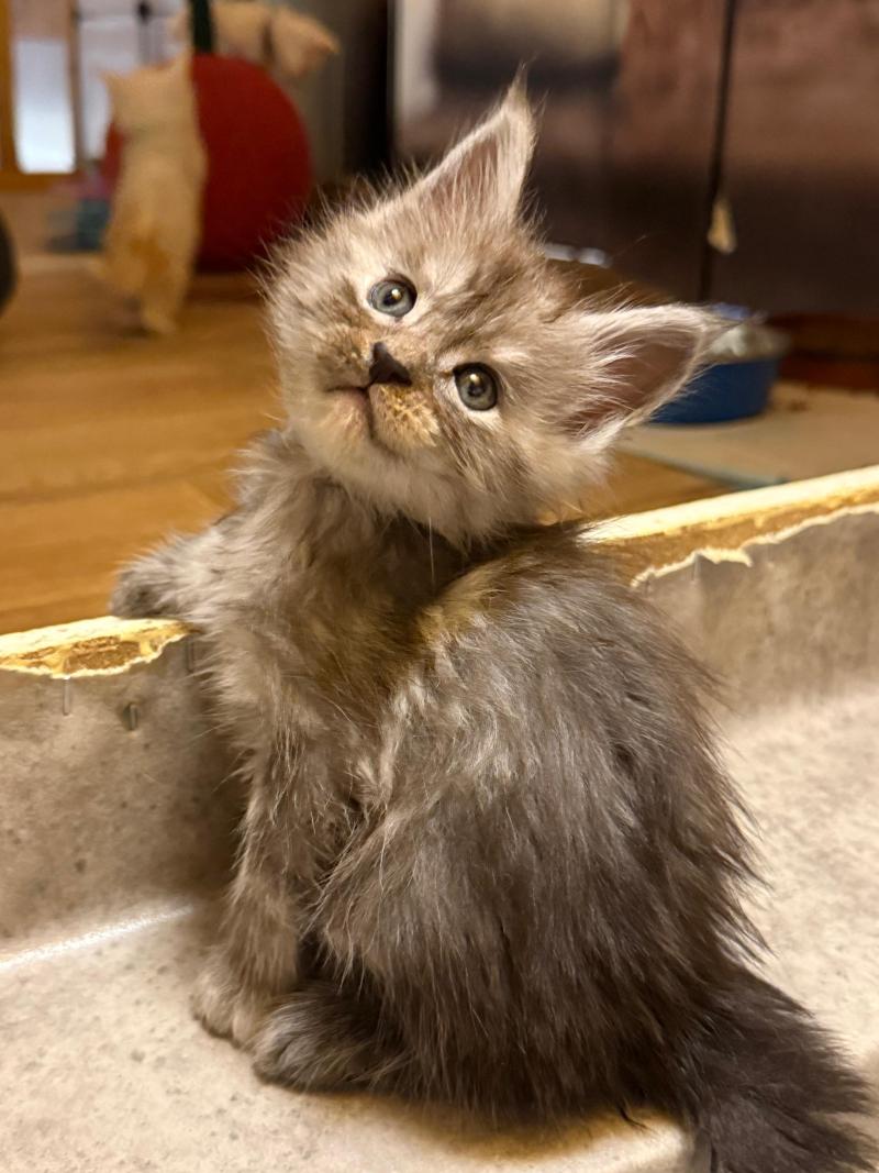 Blizzard  Mâle Maine coon