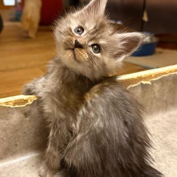 chaton Maine coon black smoke Blizzard Les Géants de Yaya