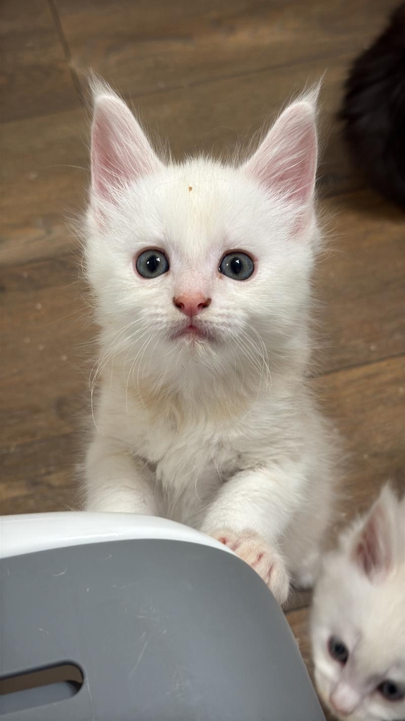Bloody Mary  Mâle Maine coon