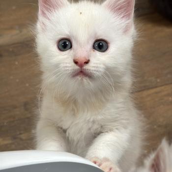 chaton Maine coon red silver ticked tabby Bloody Mary Les Géants de Yaya