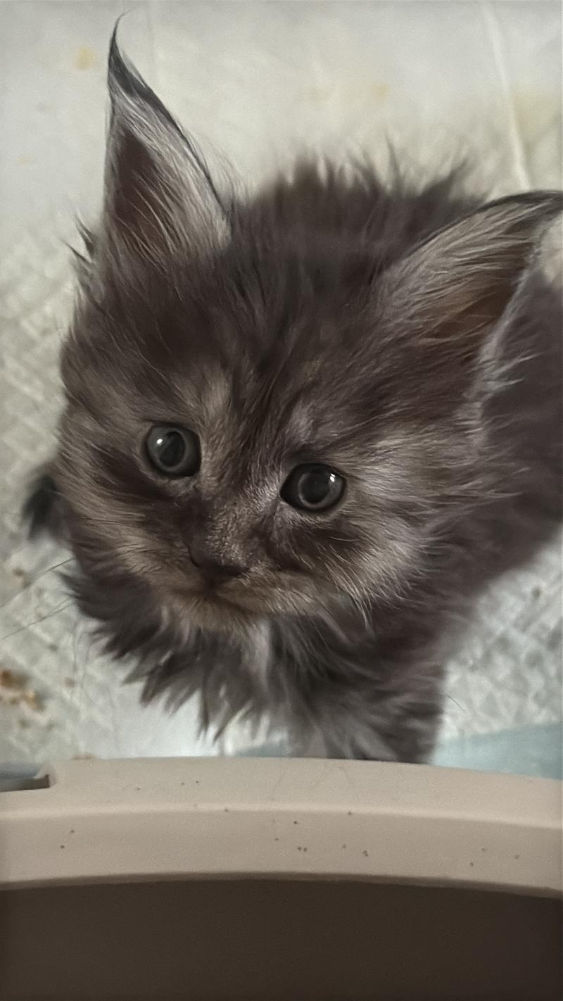 Bora-Bora  Femelle Maine coon